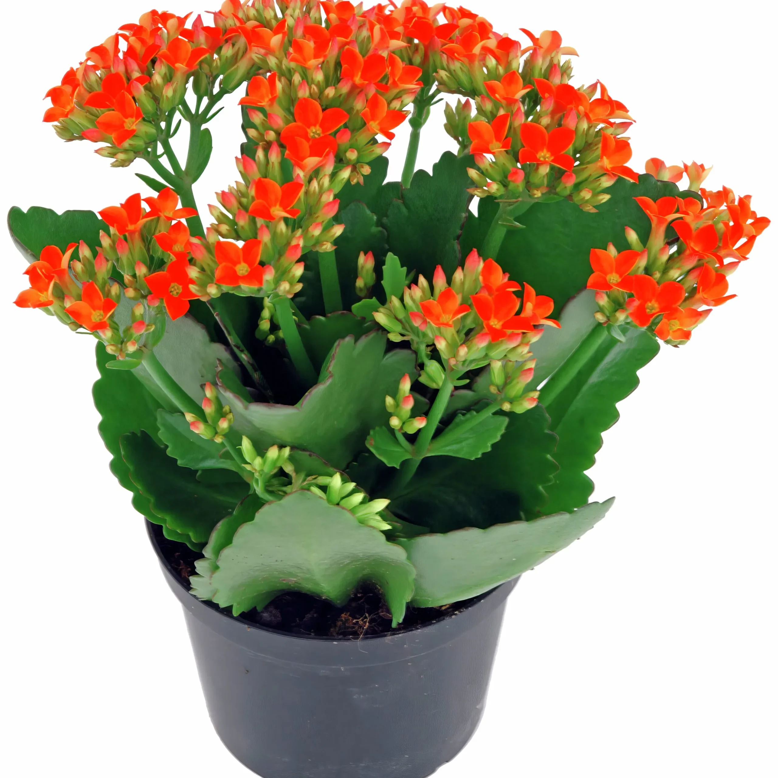 Våreld / Höstglöd lat. Kalanchoe Mix