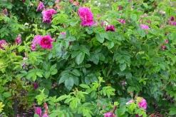 Vresros 'Hansa' Barrotad