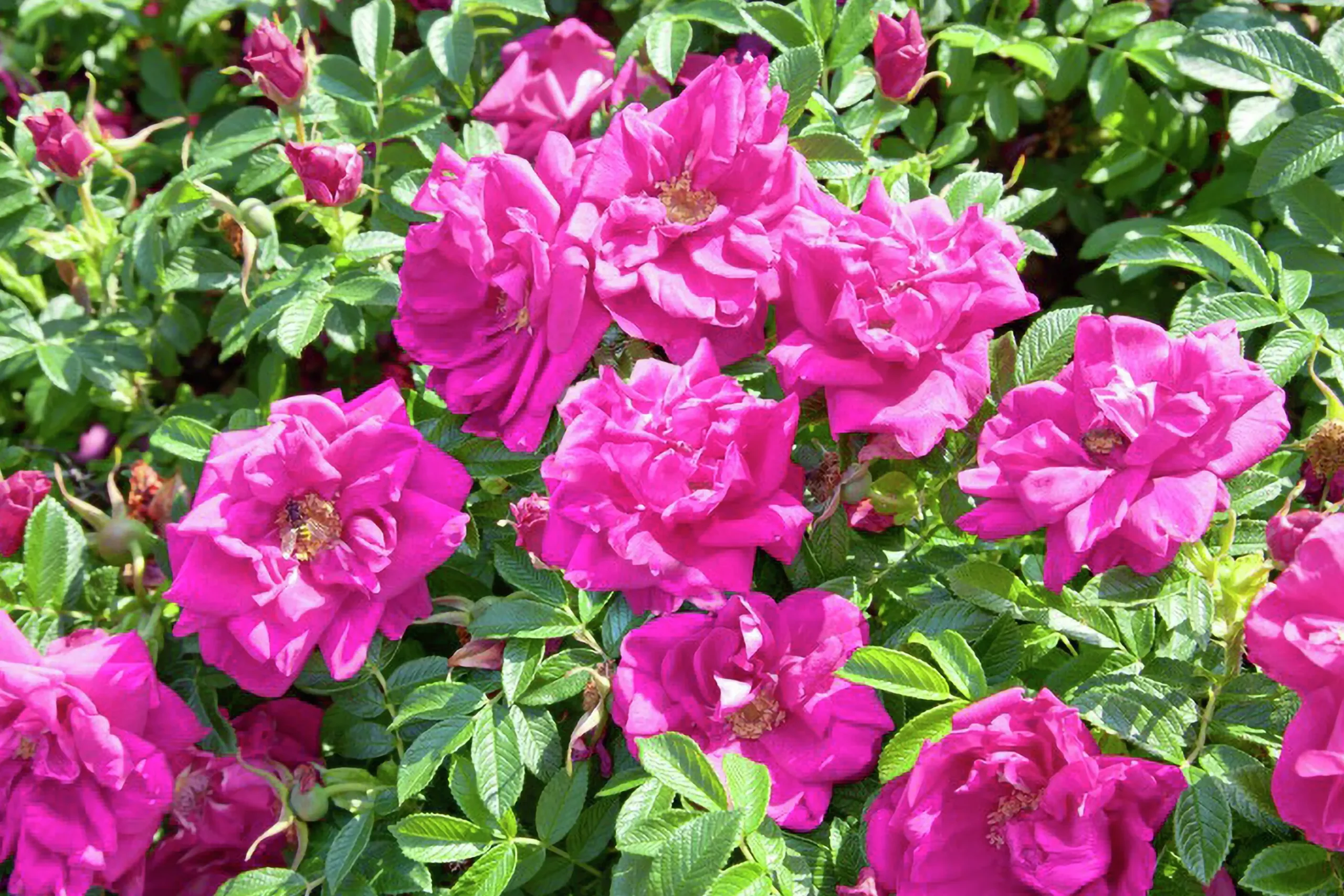 Vresros 'Hansa' Barrotad