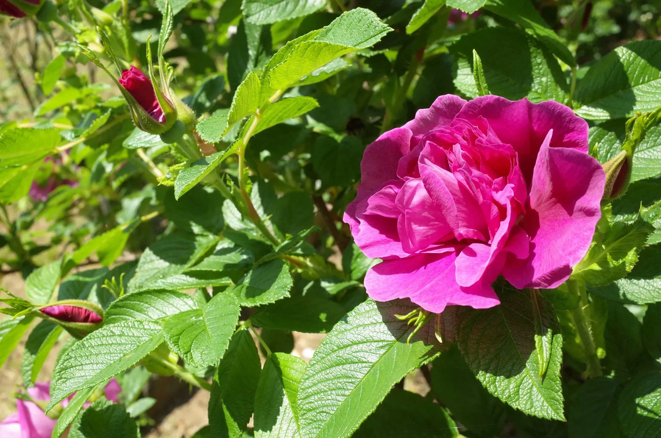 Vresros 'Hansa' Barrotad