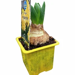 Vårhyacint Gul/Orange Ø7cm