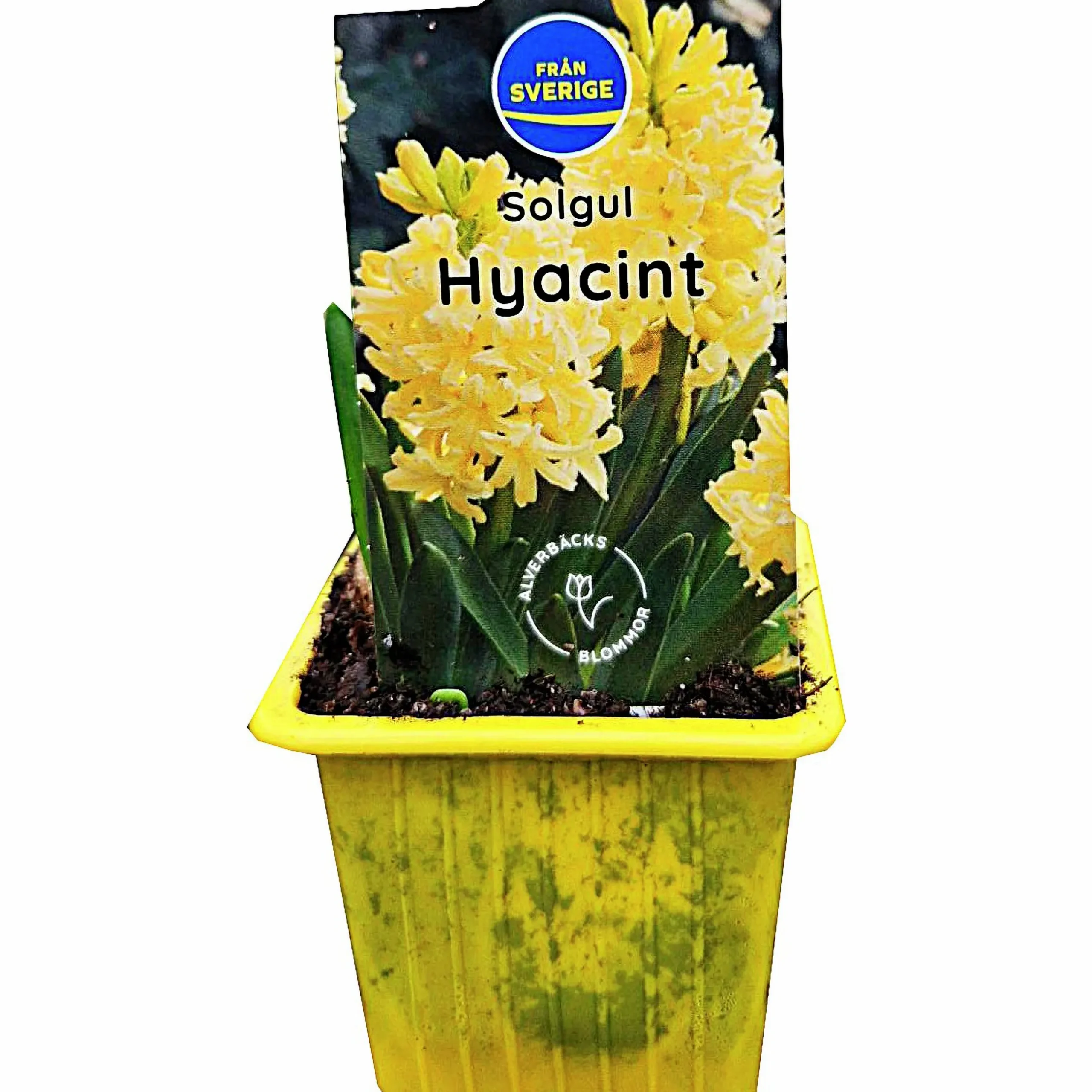 Vårhyacint Gul/Orange Ø7cm