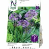 Vårlök Nelson Garden Afrikas Blå Lilja Agapanthus