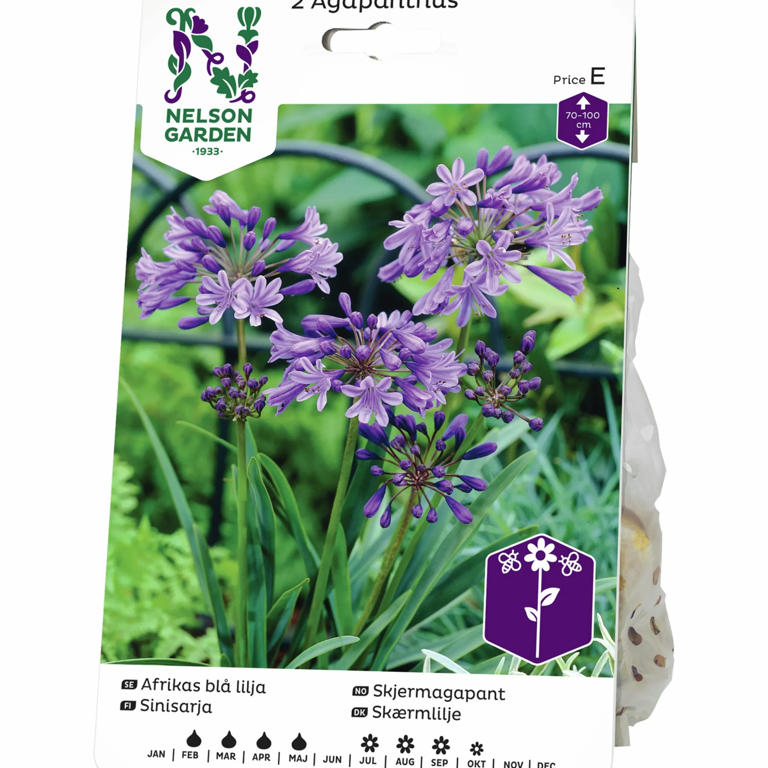 Vårlök Nelson Garden Afrikas Blå Lilja Agapanthus