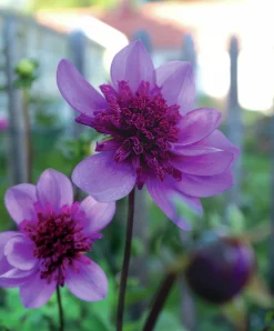 Vårlök Nelson Garden Anemondahlia Hög Bayou Lavendel