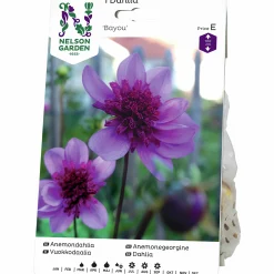 Vårlök Nelson Garden Anemondahlia Hög Bayou Lavendel