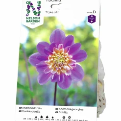 Vårlök Nelson Garden Anemondahlia Hög Take Off Gul/Lila