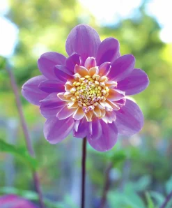 Vårlök Nelson Garden Anemondahlia Hög Take Off Gul/Lila