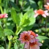 Vårlök Nelson Garden Anemondahlia Låg Totally Tangerine
