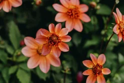 Vårlök Nelson Garden Anemondahlia Låg Totally Tangerine