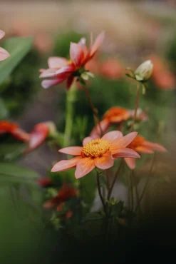 Vårlök Nelson Garden Anemondahlia Låg Totally Tangerine