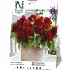 Vårlök Nelson Garden Begonia Dubbel Storblommig Röd