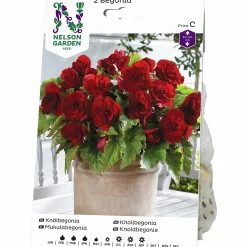 Vårlök Nelson Garden Begonia Dubbel Storblommig Röd