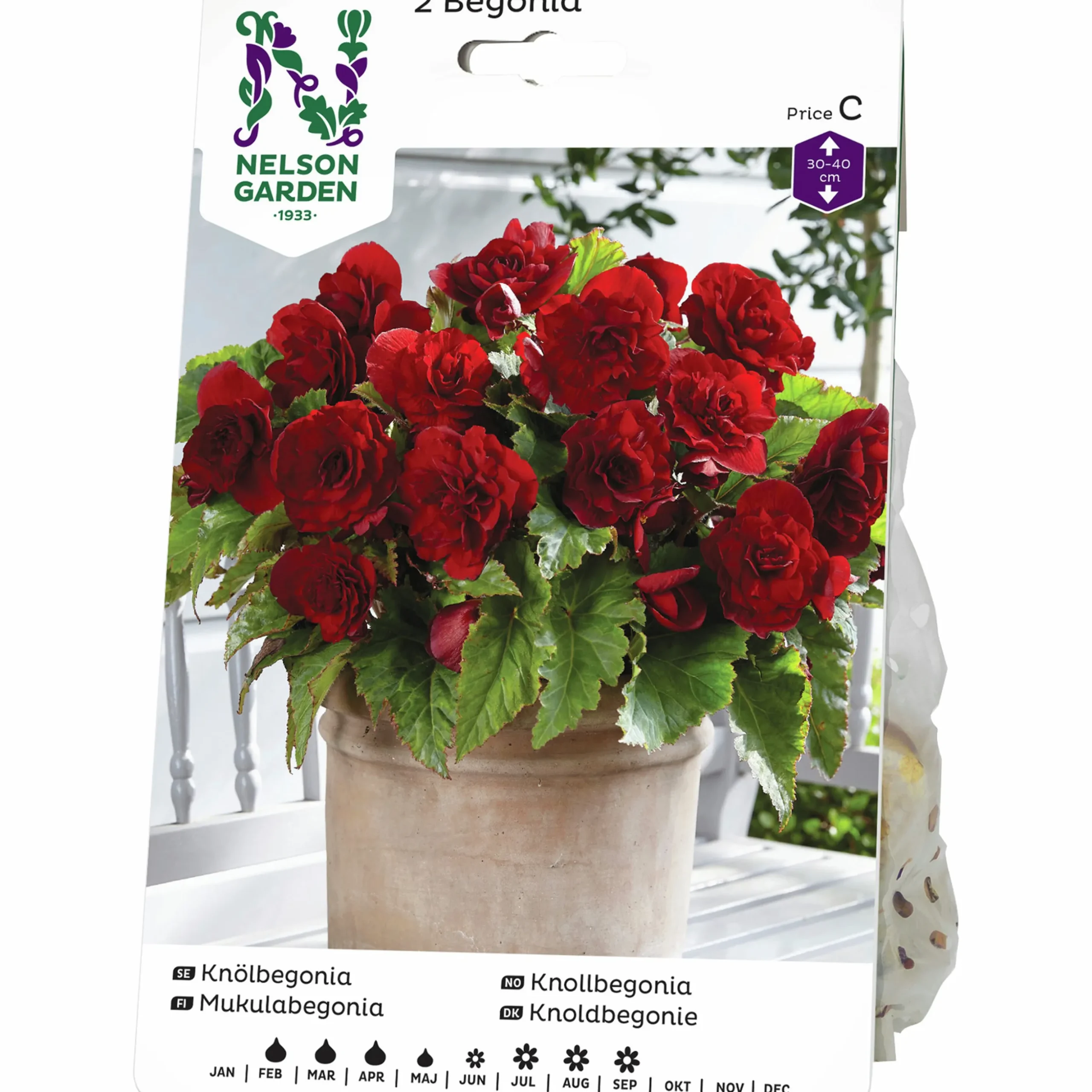 Vårlök Nelson Garden Begonia Dubbel Storblommig Röd