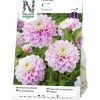 Vårlök Nelson Garden Bolldahlia Hög Genova