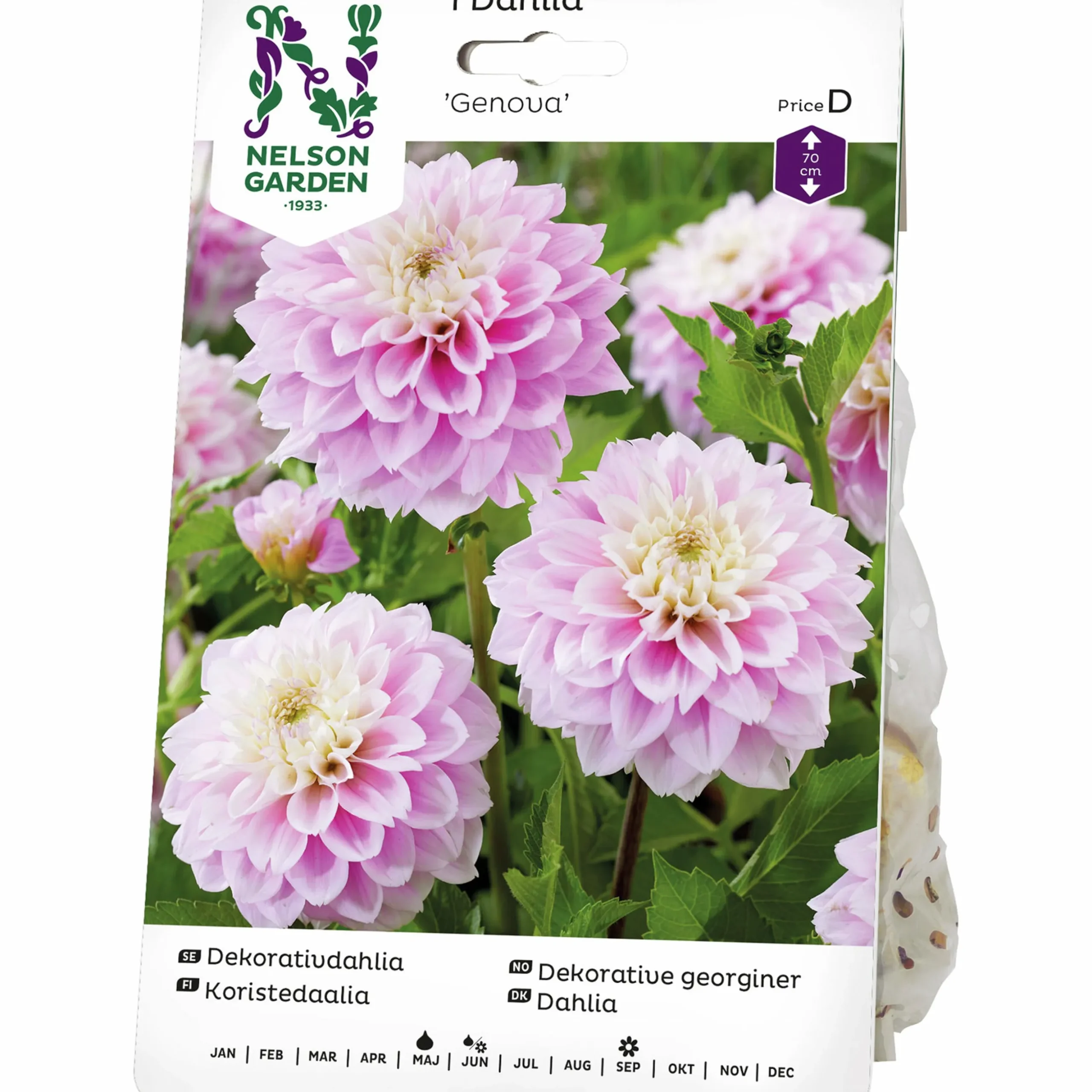 Vårlök Nelson Garden Bolldahlia Hög Genova