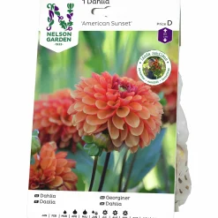 Vårlök Nelson Garden Bolldahlia Låg America Sunset Orange
