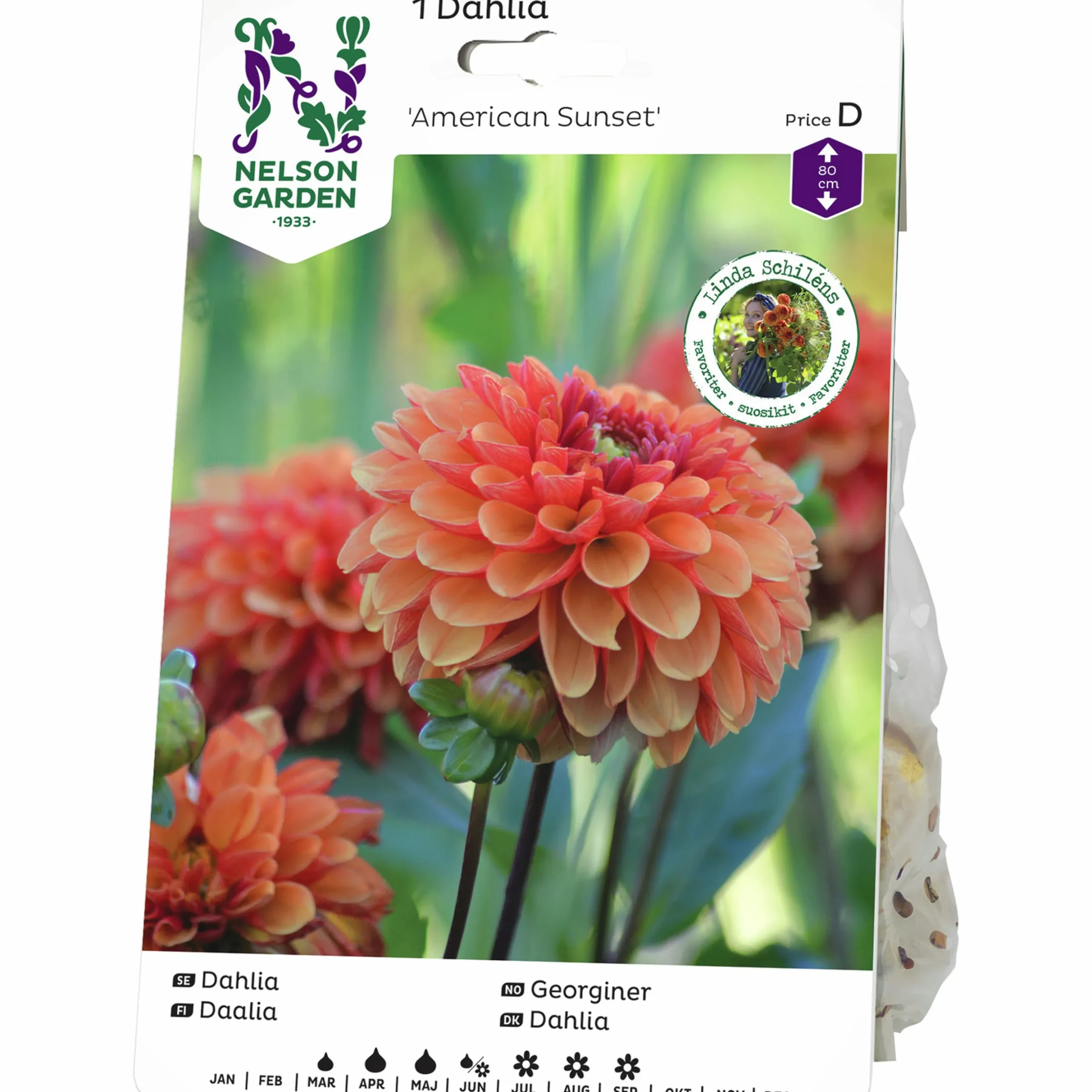 Vårlök Nelson Garden Bolldahlia Låg America Sunset Orange