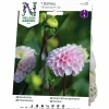 Vårlök Nelson Garden Bolldahlia Hög Wizard of Oz Rosa