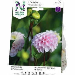 Vårlök Nelson Garden Bolldahlia Hög Wizard of Oz Rosa