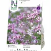 Vårlök Nelson Garden Brudslöja Gypsophila paniculata Lila