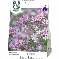 Vårlök Nelson Garden Brudslöja Gypsophila paniculata Lila