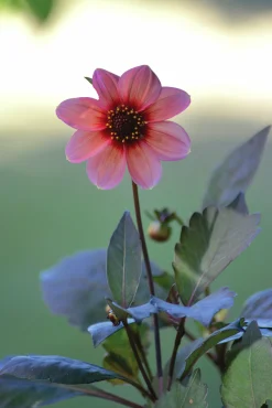 Vårlök Nelson Garden Dahlia Enkel Hög Happy Single Kiss Lax