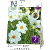 Vårlök Nelson Garden Dahlia Enkel Låg Sneezy Vit