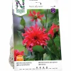 Vårlök Nelson Garden Dekorativdahlia 'Red Labyrinth' Hög
