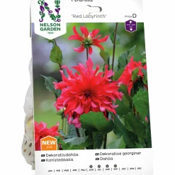 Vårlök Nelson Garden Dekorativdahlia 'Red Labyrinth' Hög
