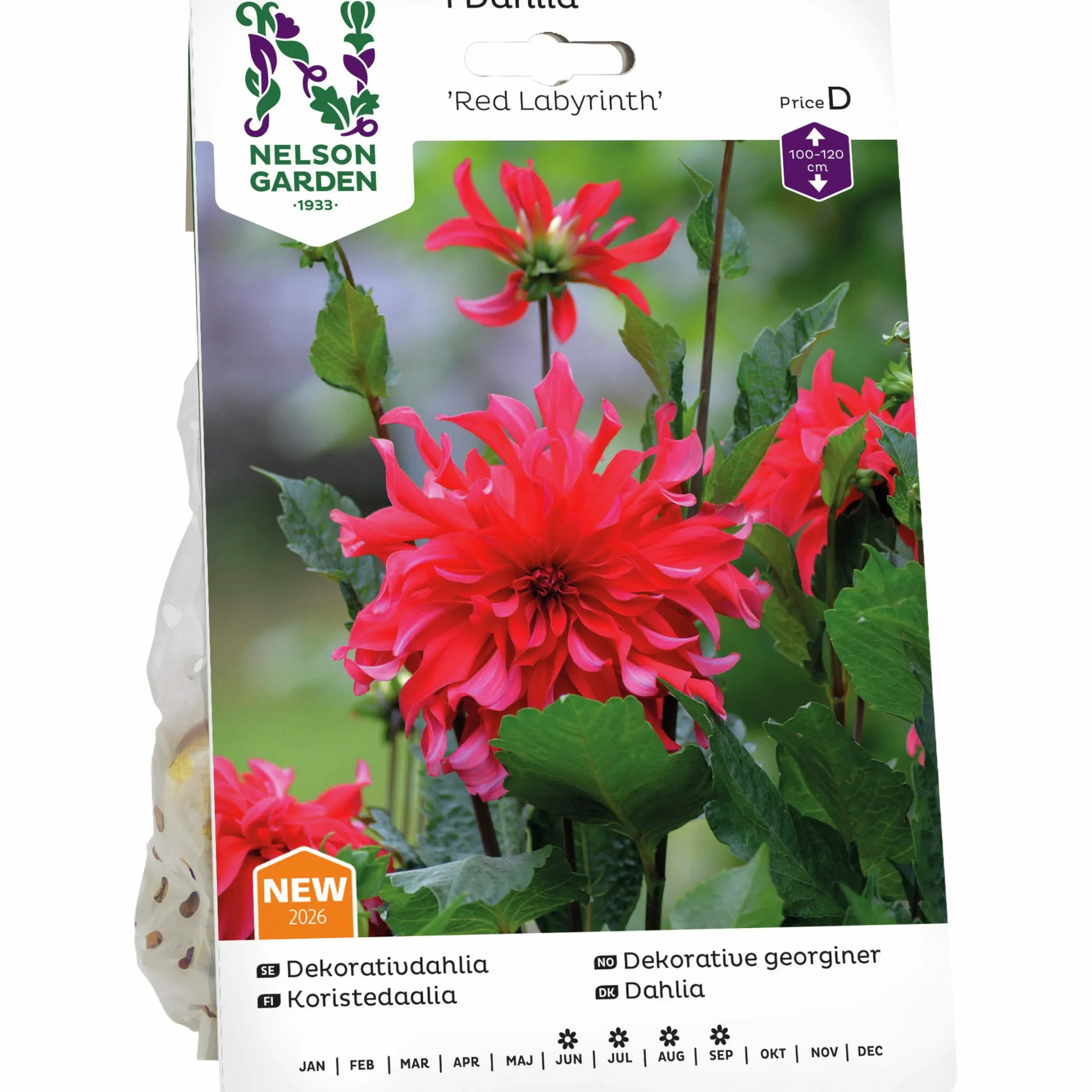 Vårlök Nelson Garden Dekorativdahlia 'Red Labyrinth' Hög