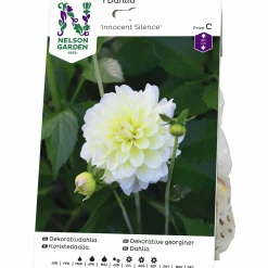 Vårlök Nelson Garden Dekorativdahlia Hög Innocent Silence