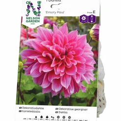 Vårlök Nelson Garden Dekorativdahlia Hög Emory Paul Rosa