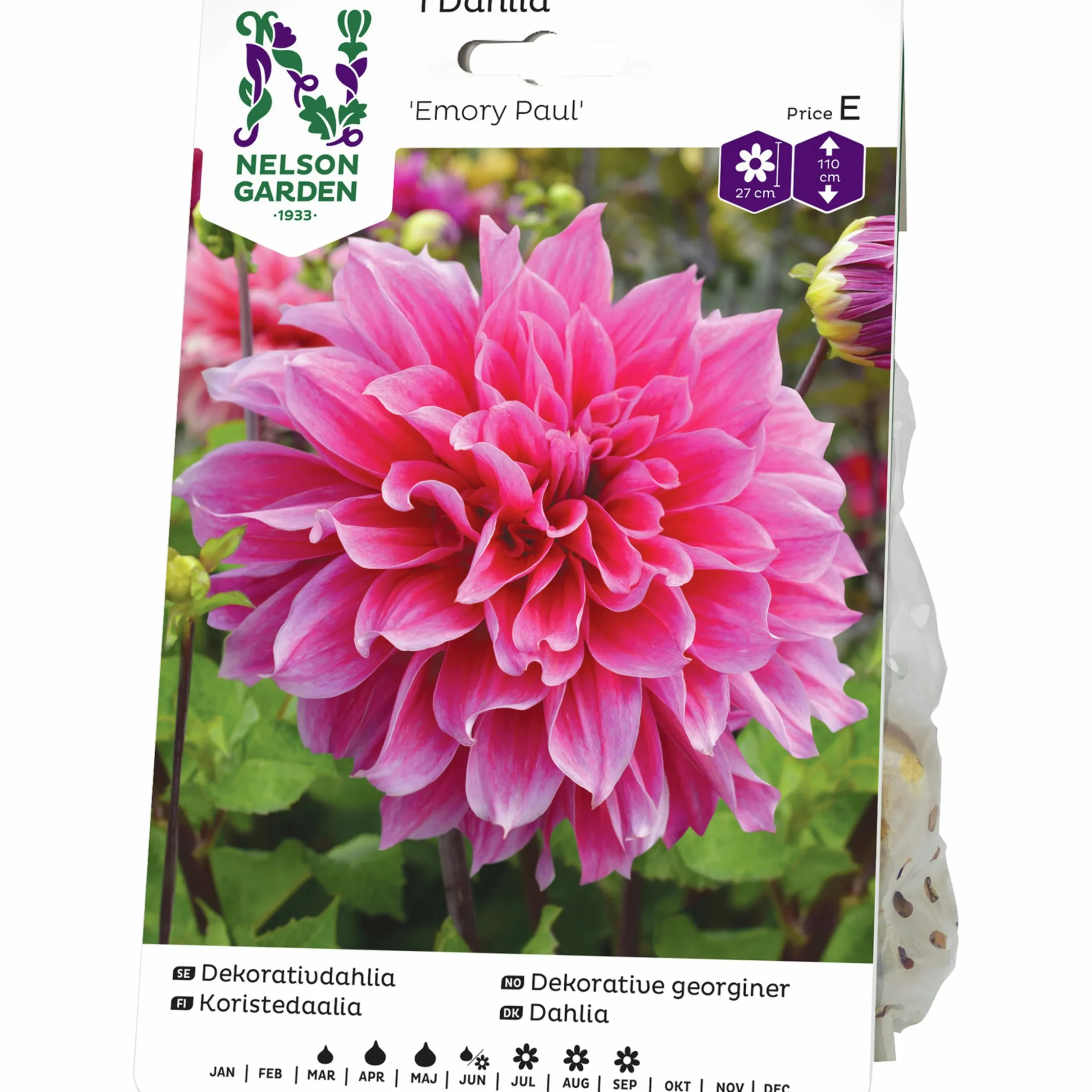 Vårlök Nelson Garden Dekorativdahlia Hög Emory Paul Rosa