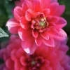 Vårlök Nelson Garden Dekorativdahlia Låg Bluesette Mörkrosa
