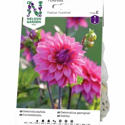 Vårlök Nelson Garden Dekorativdahlia Hög Feline Yvonne Rosa