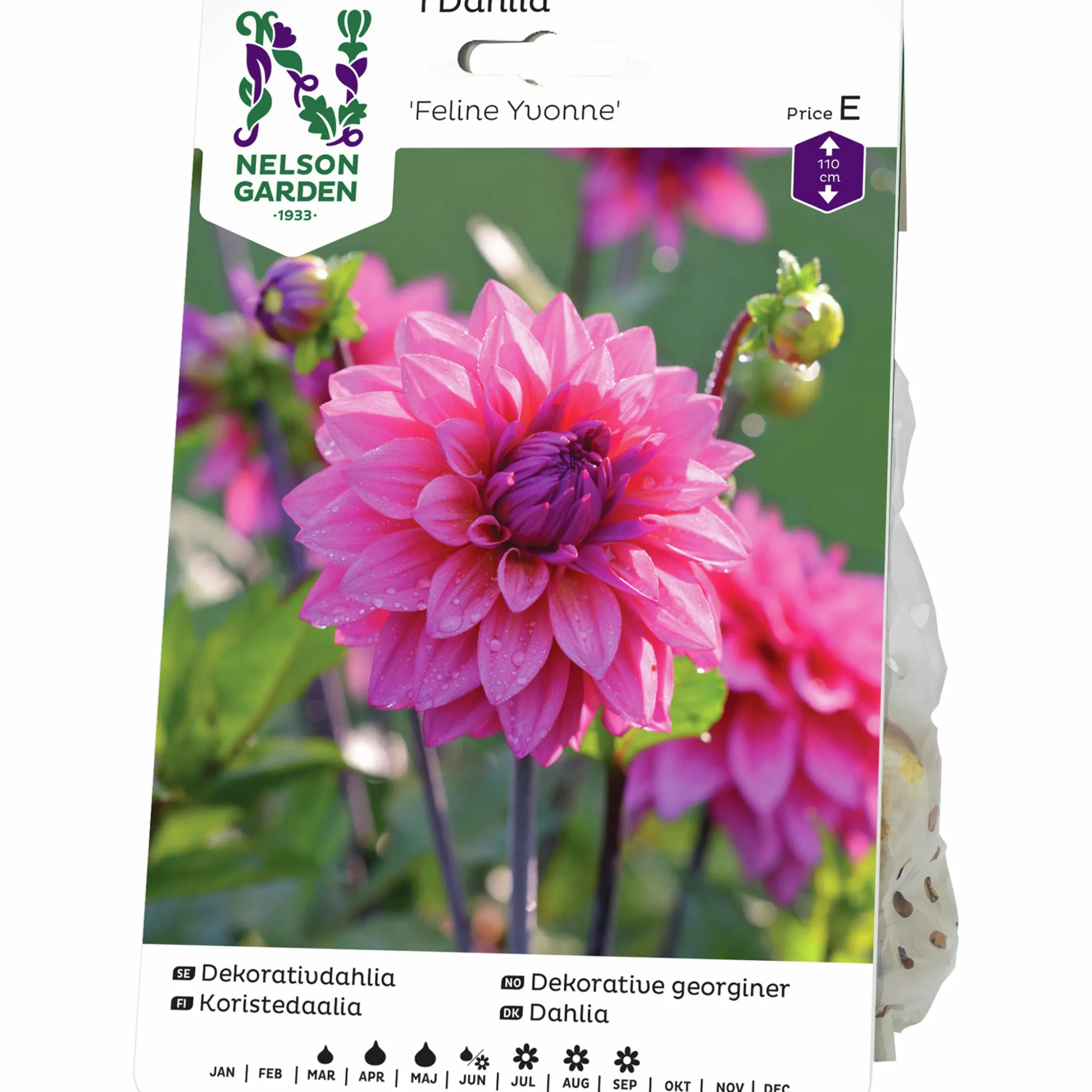 Vårlök Nelson Garden Dekorativdahlia Hög Feline Yvonne Rosa