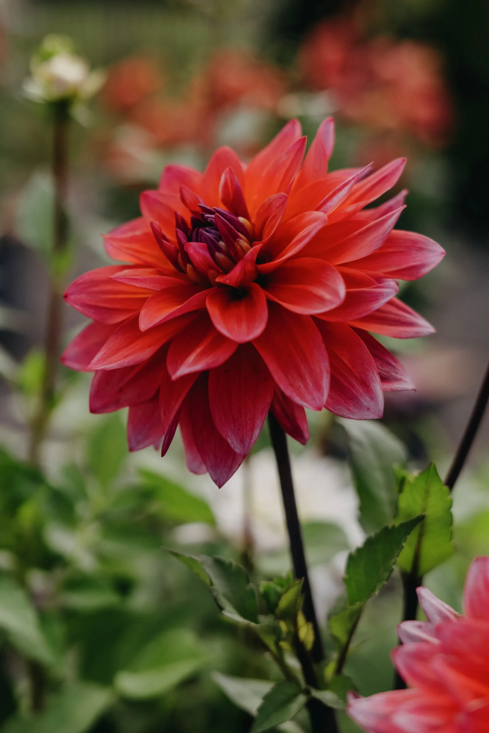 Vårlök Nelson Garden Dekorativdahlia Hög Feline Yvonne Rosa