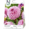 Vårlök Nelson Garden Dekorativdahlia Sweet Love