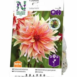 Vårlök Nelson Garden Dekorativdahlia Hög Labyrinth Aprikos