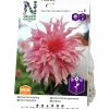 Vårlök Nelson Garden Dekorativdahlia Hög Penhill Watermelon