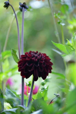 Vårlök Nelson Garden Dekorativdahlia Hög Manoa Vinröd