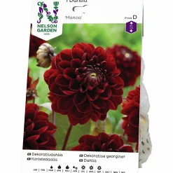 Vårlök Nelson Garden Dekorativdahlia Hög Manoa Vinröd