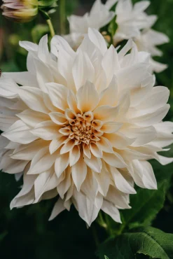 Vårlök Nelson Garden Dekorativdahlia Hög Cafe au Lait