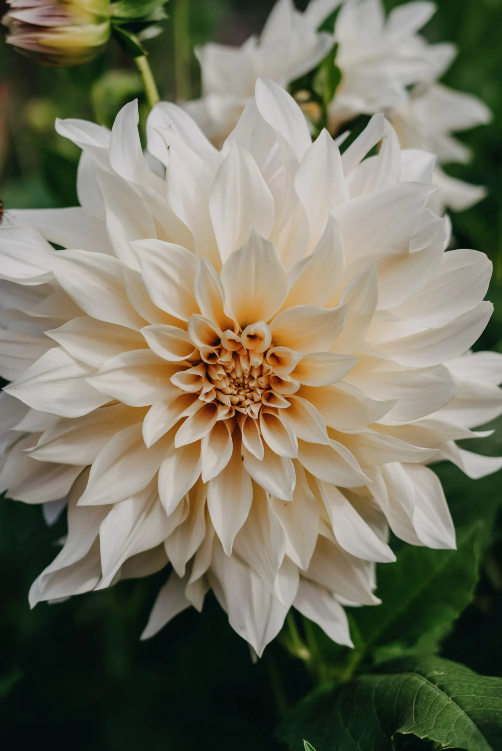 Vårlök Nelson Garden Dekorativdahlia Hög Cafe au Lait