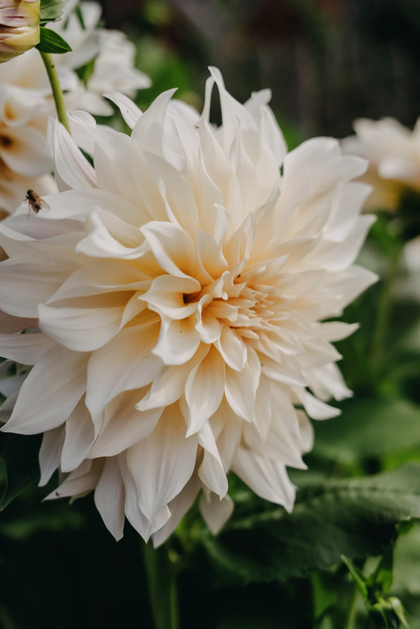 Vårlök Nelson Garden Dekorativdahlia Hög Cafe au Lait