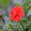 Vårlök Nelson Garden Dekorativdahlia Låg Ellen Houston Röd