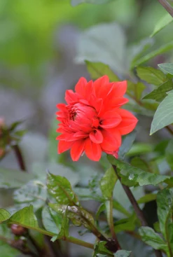 Vårlök Nelson Garden Dekorativdahlia Låg Ellen Houston Röd