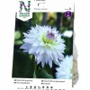 Vårlök Nelson Garden Dekorativdahlia Låg Crazy Love Vit/rosa