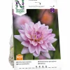 Vårlök Nelson Garden Dekorativdahlia 'Karma Prospero' Låg